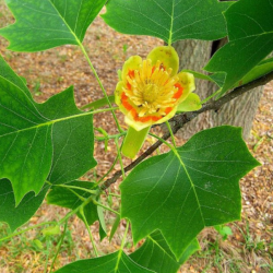 Tulpmedis gelsvažiedis (Liriodendron tulipifera)