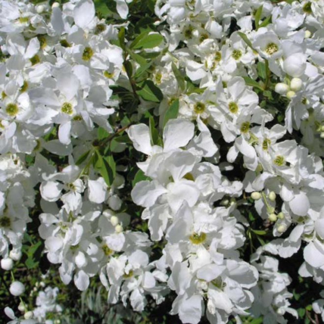 Egzochorda (Exochorda) 'The Bride'