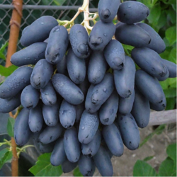 Vynmedis (Vitis) 'Dneprovskij suvenir'
