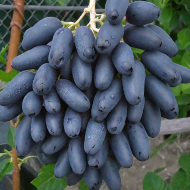 Vynmedis (Vitis) 'Dneprovskij suvenir'