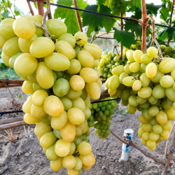 Vynmedis (Vitis) 'Slava Ukraini'