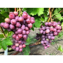 Vynmedis (Vitis) 'Tiulpan'