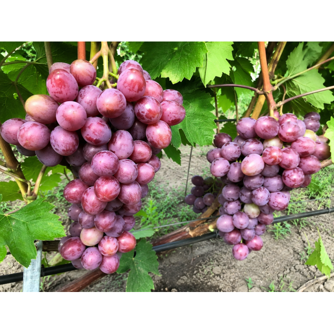 Vynmedis (Vitis) 'Tiulpan'