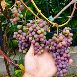 Vynmedis (Vitis) 'Amberlina' vyninė veislė