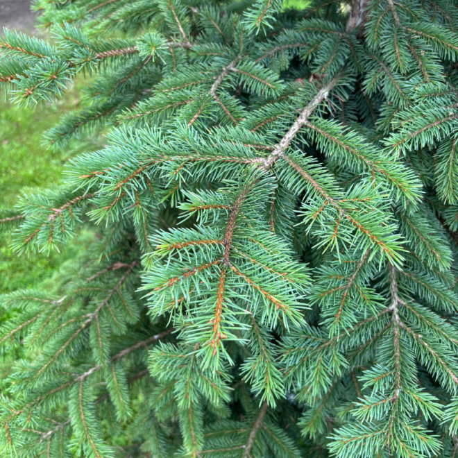 Eglė serbinė (Picea omorika)