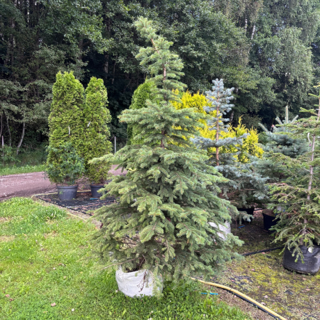 Eglė serbinė (Picea omorika)