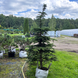 Eglė serbinė (Picea omorika)