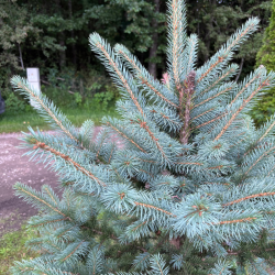 Eglė dygioji (Picea pungens)