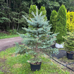 Eglė dygioji (Picea pungens)