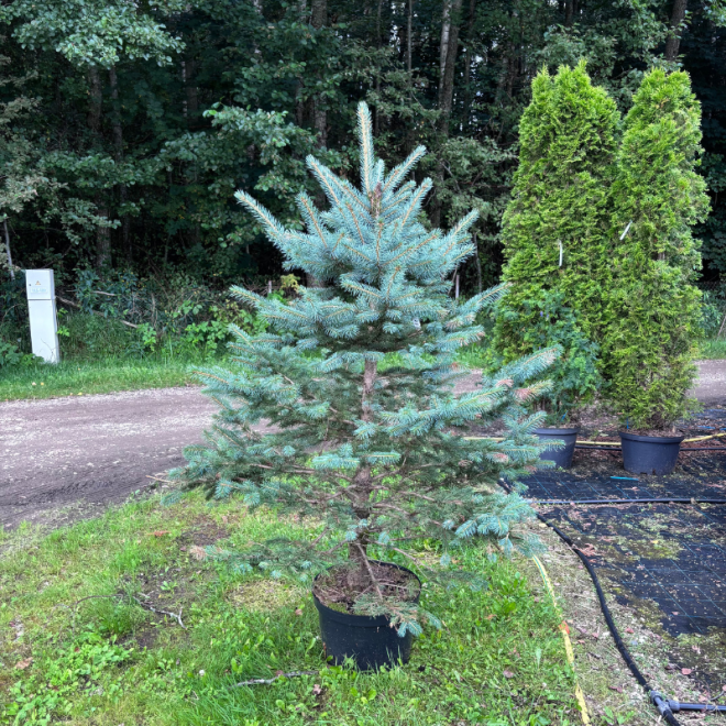 Eglė dygioji (Picea pungens)