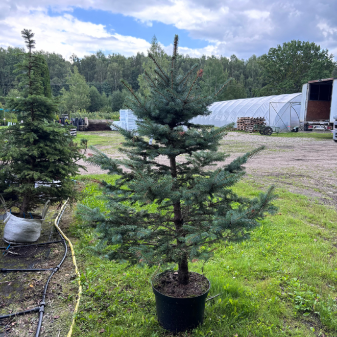 Eglė dygioji (Picea pungens)