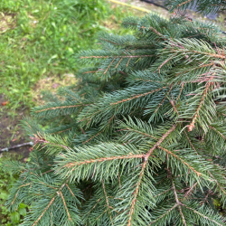 Eglė paprastoji (Picea abies)