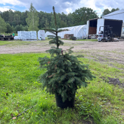 Eglė paprastoji (Picea abies)
