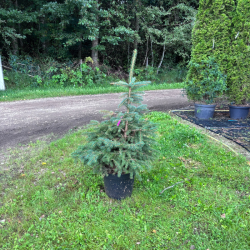 Eglė paprastoji (Picea abies)