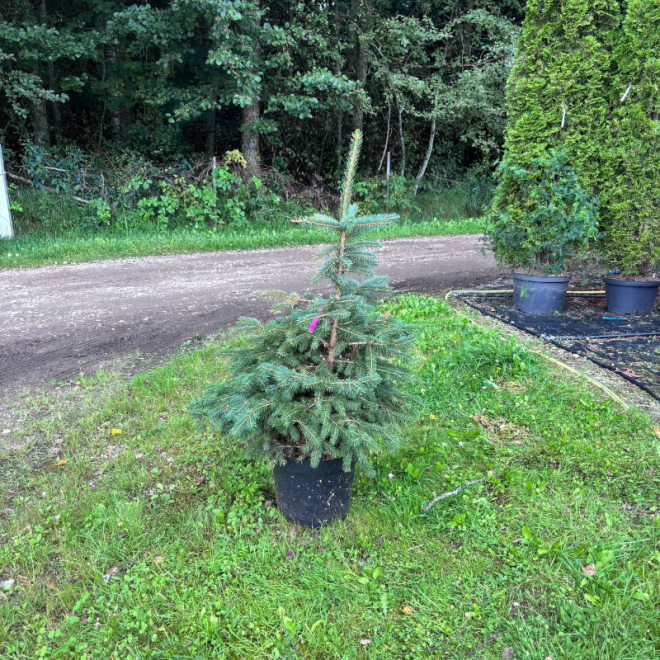 Eglė paprastoji (Picea abies)