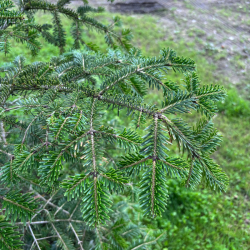Kėnis korėjinis (Abies koreana)
