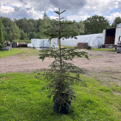Kėnis korėjinis (Abies koreana)