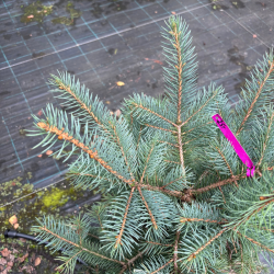 Eglė dygioji (Picea pungens)