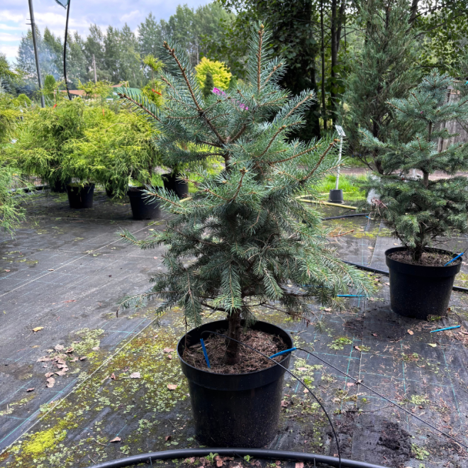 Eglė dygioji (Picea pungens)