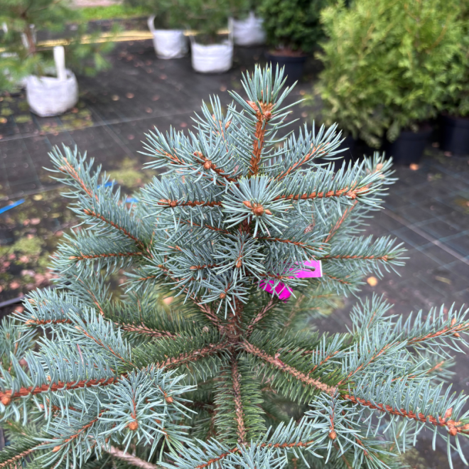 Eglė dygioji (Picea pungens)