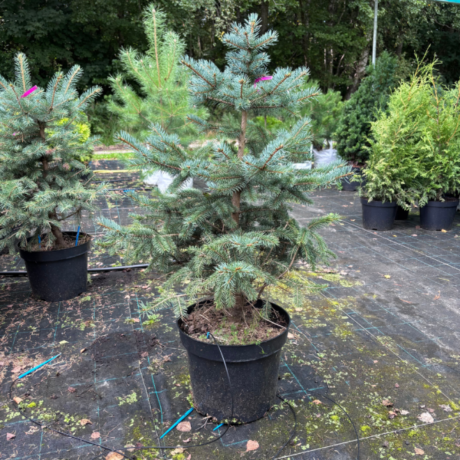 Eglė dygioji (Picea pungens)