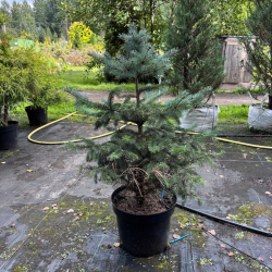 Eglė dygioji (Picea pungens)