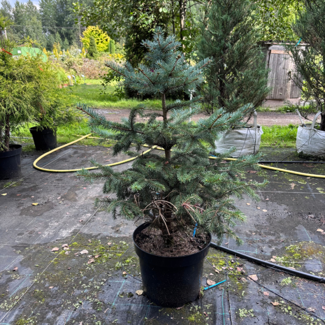 Eglė dygioji (Picea pungens)