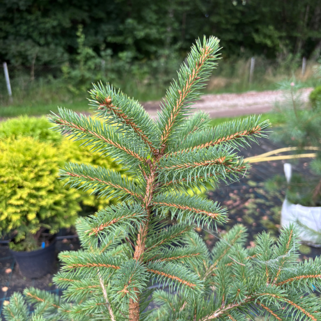 Eglė paprastoji (Picea abies)
