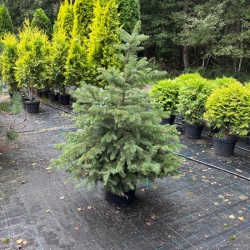 Eglė paprastoji (Picea abies)