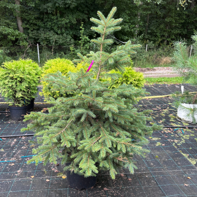 Eglė paprastoji (Picea abies)