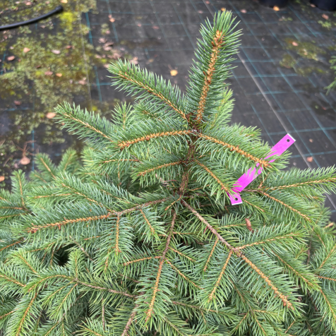 Eglė paprastoji (Picea abies)