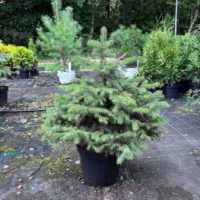 Eglė paprastoji (Picea abies)