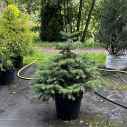 Eglė paprastoji (Picea abies)