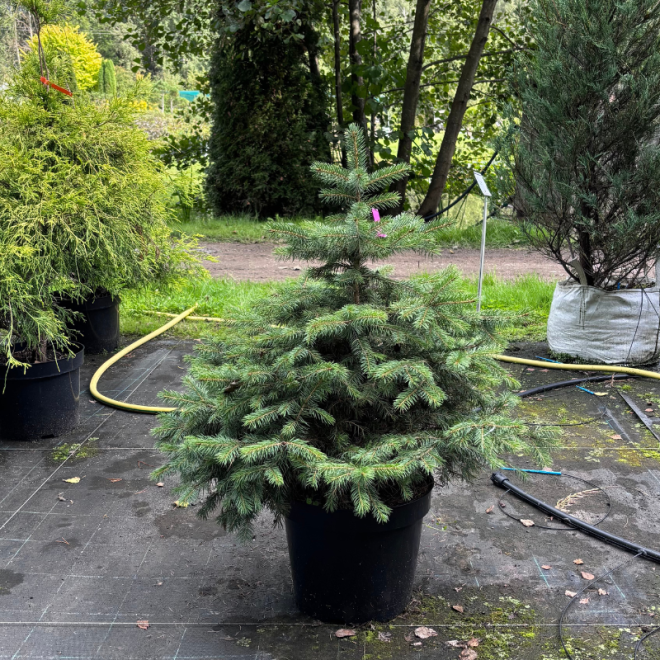 Eglė paprastoji (Picea abies)