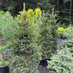 Eglė paprastoji (Picea abies)