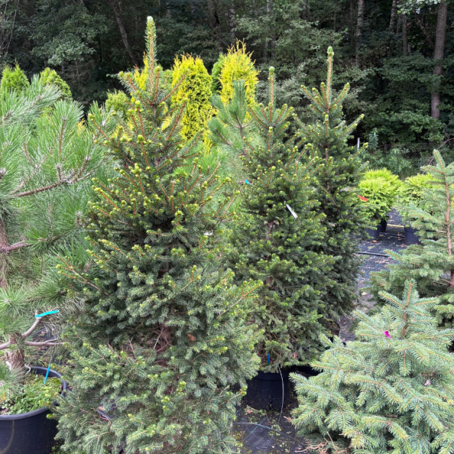 Eglė paprastoji (Picea abies)