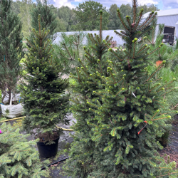 Eglė paprastoji (Picea abies)
