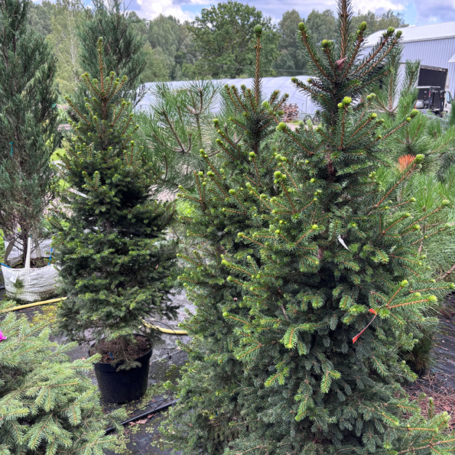 Eglė paprastoji (Picea abies)