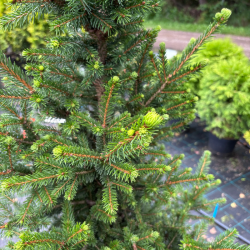 Eglė paprastoji (Picea abies)