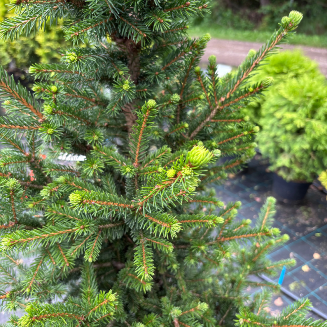 Eglė paprastoji (Picea abies)