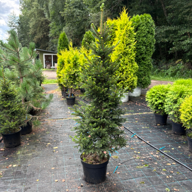 Eglė paprastoji (Picea abies)