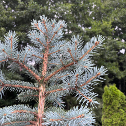 Eglė dygioji (Picea pungens)