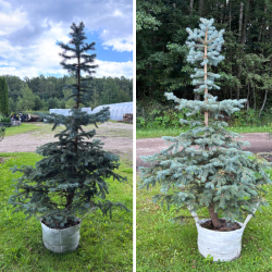 Eglė dygioji (Picea pungens)