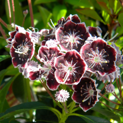 Grėsvis plačialapis (Kalmia latifolia) 'Mitternacht'
