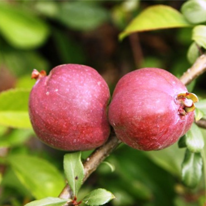 Svarainis (Chaenomeles x superba) 'Cameo'