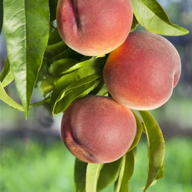 Persikas (Prunus) 'Fruteria'