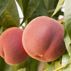 Persikas (Prunus) 'Fruteria'