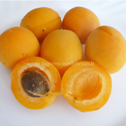 Abrikosas (Prunus) 'Medumi'