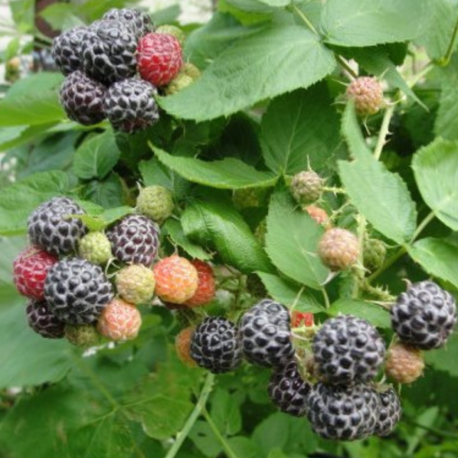 Avietė (Rubus) 'Black Jewel' labai didelės juodos uogos derlinga