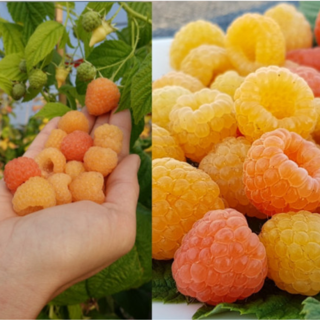 Avietė (Rubus) 'Jantar'